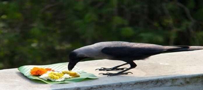 In Shraddha, crows give auspicious signs