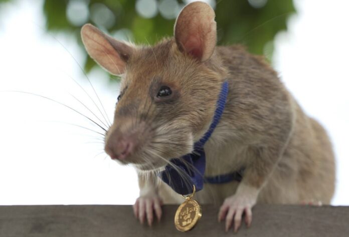 Magawa rat awarded bravery medal