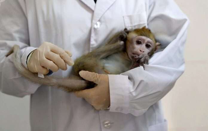monkeys shortage delay coronavirus vaccine