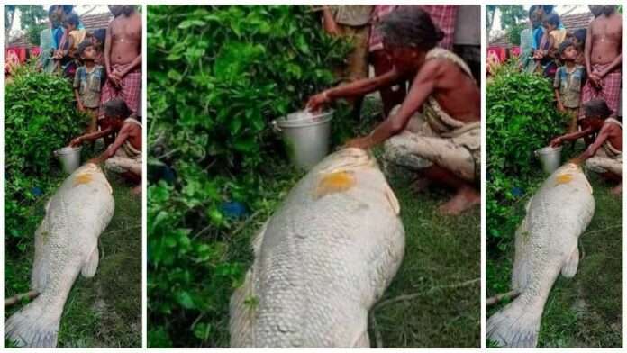 west bengal sundarbans elderly woman 52 kg rs 3 lakh sold giant fish
