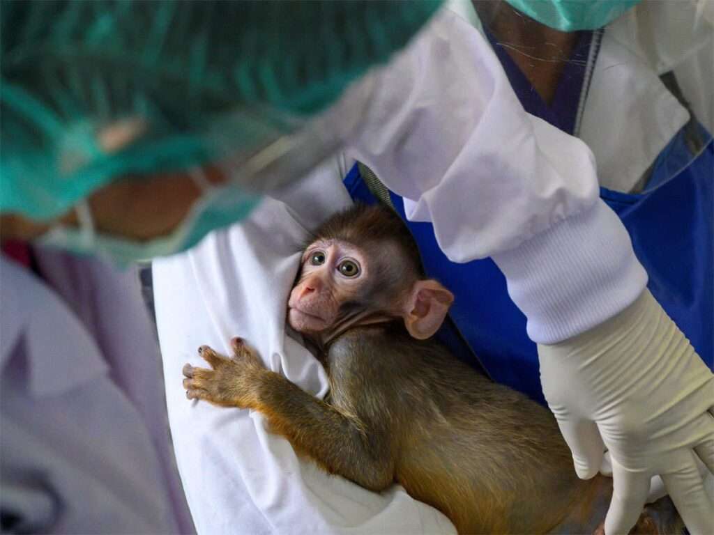 vaccine monkeys from coronavirus
