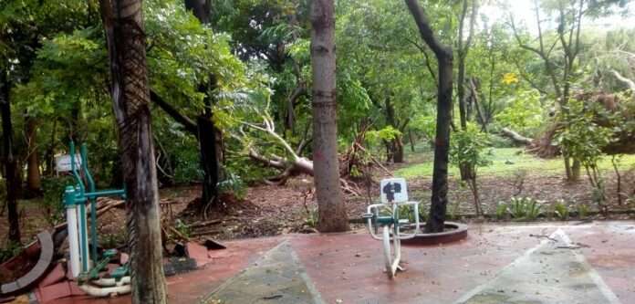 tree collapsed in mumbai