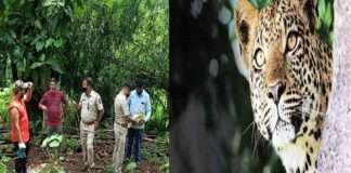 leopard saw in vangani area, Forest Department appeals to citizens to be vigilant