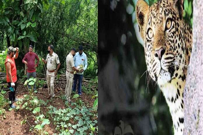 leopard saw in vangani area, Forest Department appeals to citizens to be vigilant
