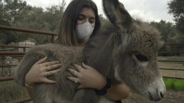 how donkeys are helping spain coronavirus frontline workers cope with the pandemic