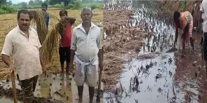 heavy rain in palghar big loss of agriculture