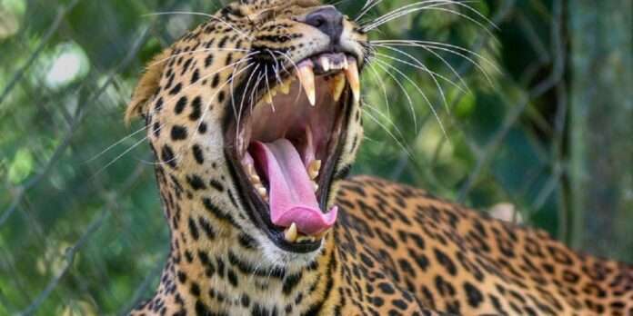 Leopard attacked young farmer