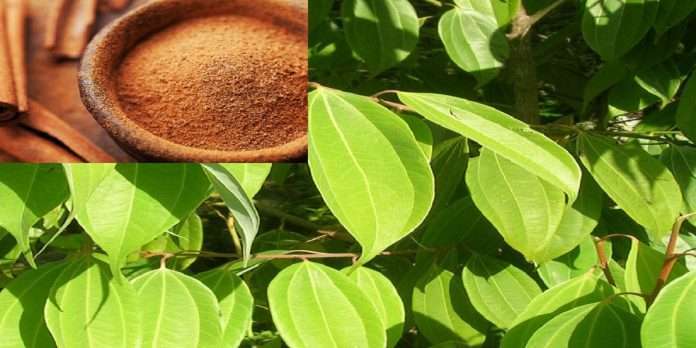 benefits of eating cinnamon leaf