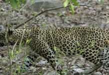 leopard cub found dead inside film city mumbai forest department officials rules out poaching