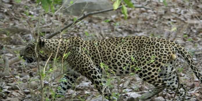 leopard cub found dead inside film city mumbai forest department officials rules out poaching