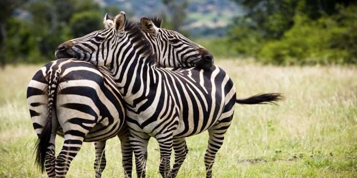 zebra, Bear, Wolf and lion will arrive in zoo jijamata udyan byculla