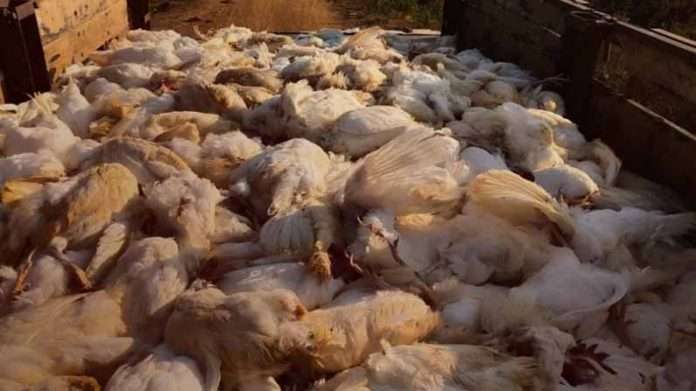 Chicken death in parabhani