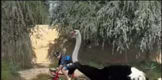 Dubais crown prince races on his cycle against fastest birds on land ostriches