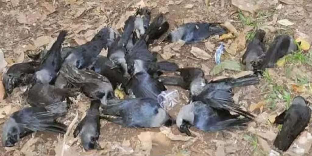 मुंबईत २४ तासात तब्बल ११४ कावळ्यांचा मृत्यू
