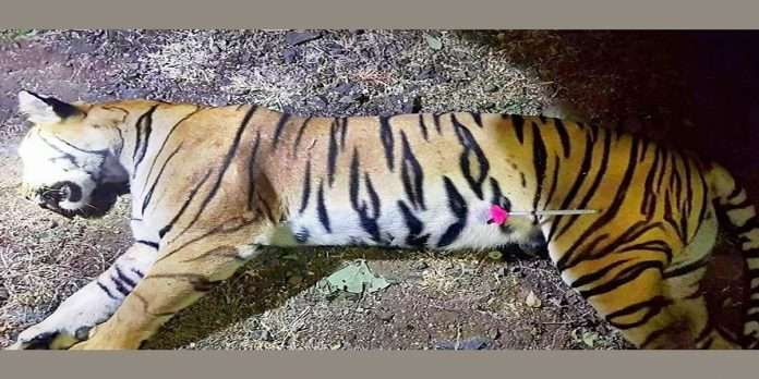 Nagpur bench of the high court has question to maharashtra government over tigress avni shot dead encounter