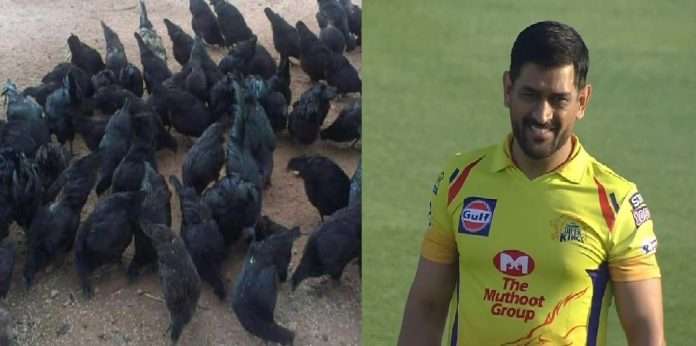 Bird flu hits Dhoni, Kadaknath hens in danger