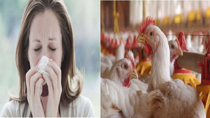 Bird flu transmission risk to human and Bird flu symptoms