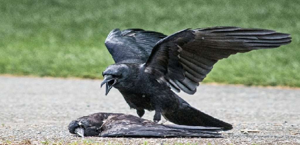 बर्ड फ्लूची भीती कायम ठाणे शहरात तिसर्‍या दिवशी ५२ पक्षी मृत