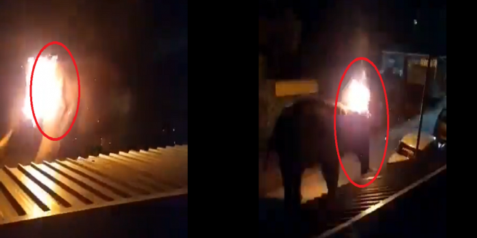 private Resort Workers threw a burning tyre at the elephant, video viral in social media