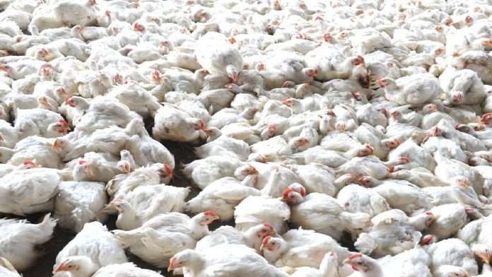 3400 hens Killed in Parbhani due to Bird Flu