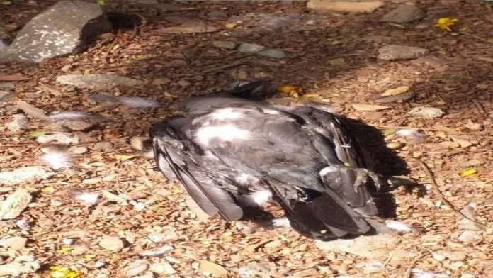 Bird flu cases in Mumbai crows die in Chembur Girgaum