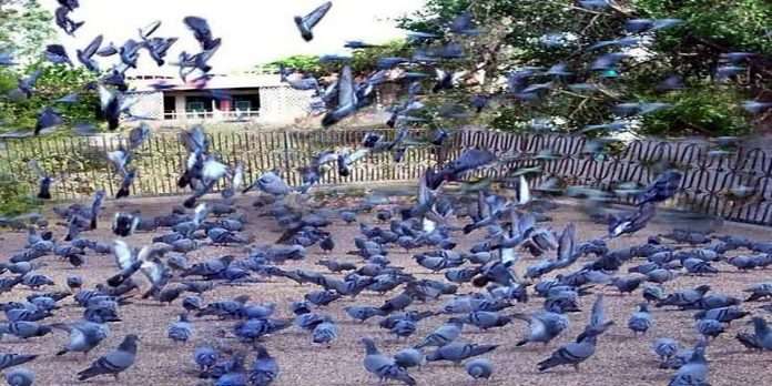 police will find 140 pigeons in Rajstan sikar