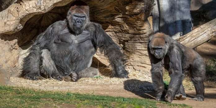 2 gorilla covid 19 positive in US zoo