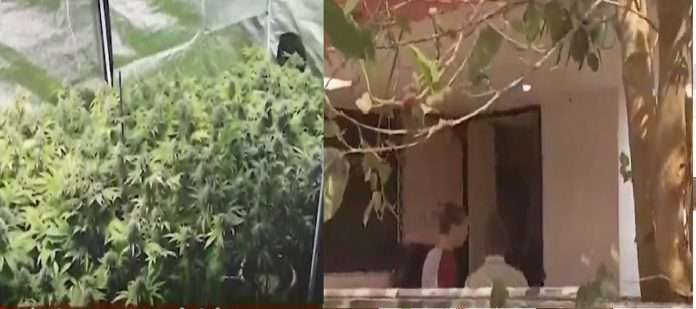 satara police arrested two foreigner farming ganja in bungalow