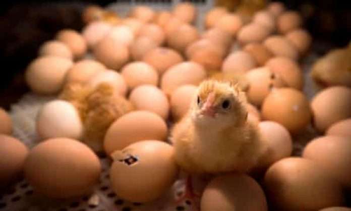 Is it possible to change a chicken's sex before it hatches?