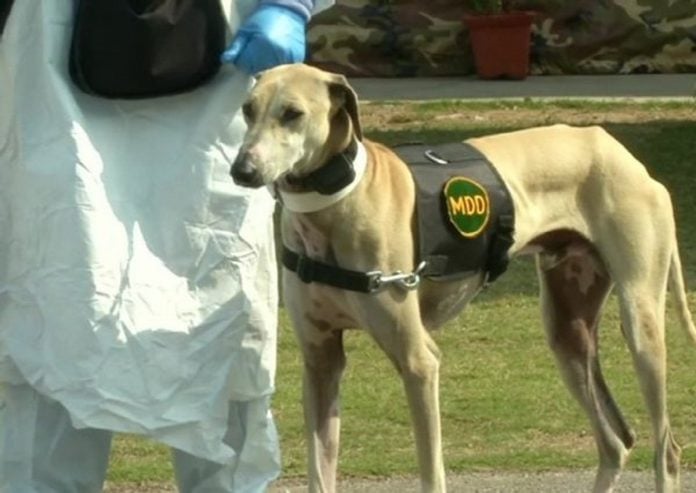 Now, dogs to detect corona positive patient using sweat & urine samples