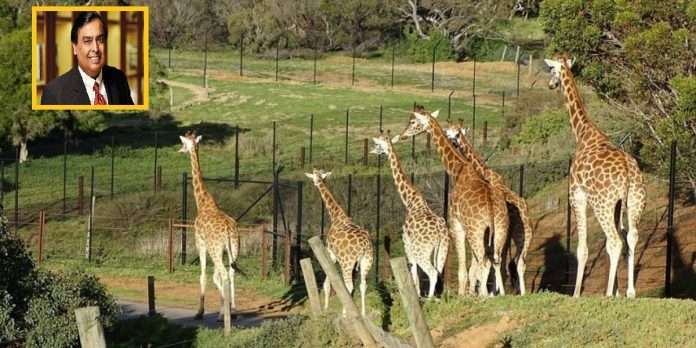 Reliance plans world's largest zoo, facility set to come up in Gujarat's Jamnagar