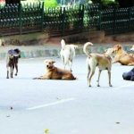 nalasopara owner commits suicide stray dogs eaten hens