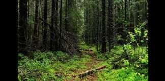 international day of forests 2021 Man needs nature to survive