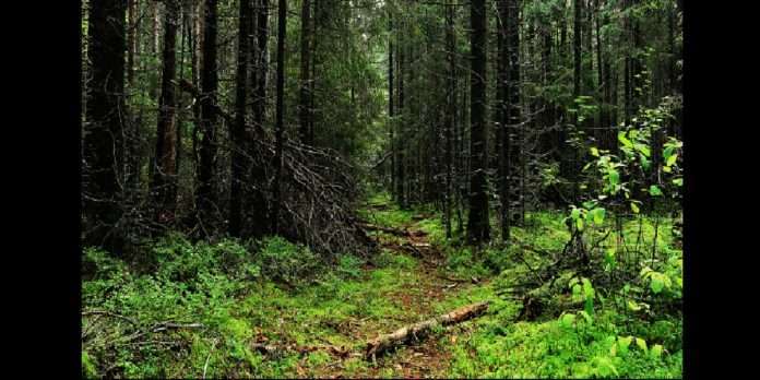 international day of forests 2021 Man needs nature to survive