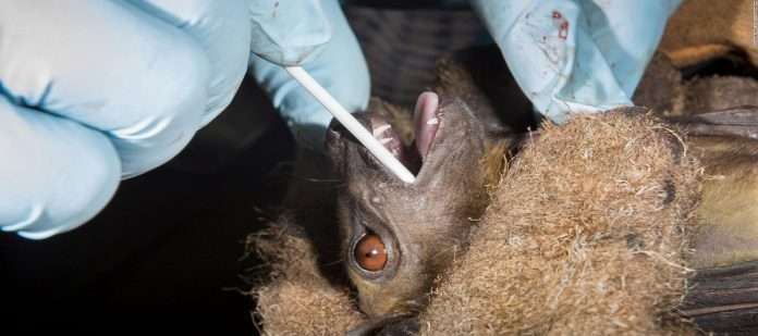 according to world health organisation bat and pengolins reasons of corona virus