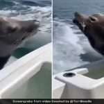 viral video : while giving fish to the seabirds suddenly sea lion present