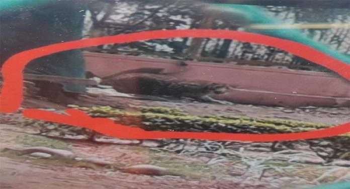 jammu leopard enters green belt park gandhi nagar injures two people