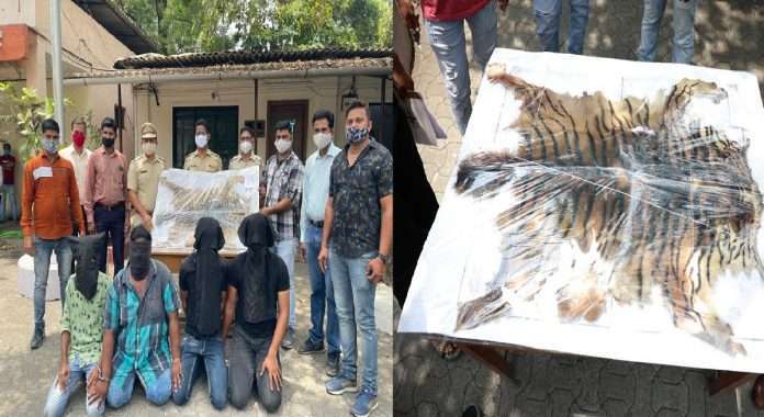 Patteri tiger skin and paw smuggling gang caught by police