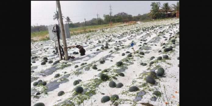 non seasonal rain affected crop throughout maharashtra in solapur konkan nashik