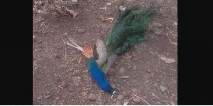wardha district annoying six peacock were killed poisoning