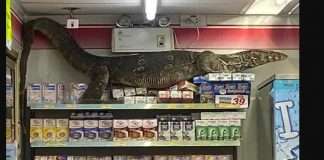 giant lizard inside thailand supermarket, video viral