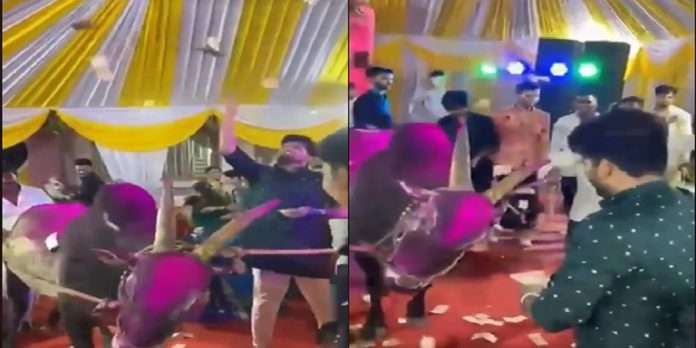 groom Dancing with bulls in haldi Function at kalyan chichapada, breaking corona rules filing charges against groom and his father