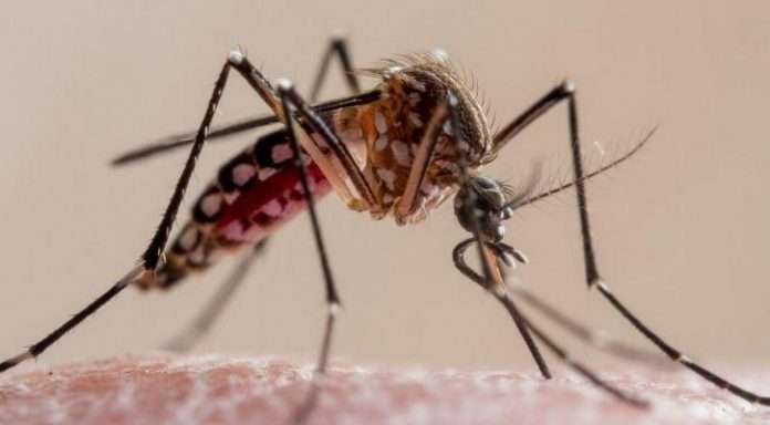 Genetically Modified Mosquitoes