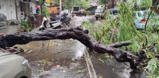 Cyclone Tauktae: Cyclone knocks down 2,364 trees and branches,Death of a woman