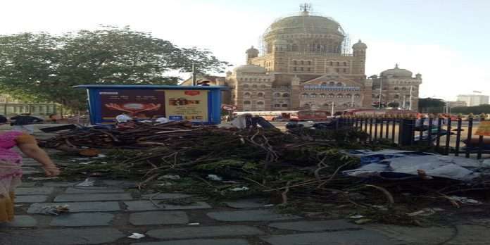Tree fallen due to storm, branches still in place in mumbai