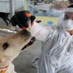 New coronavirus found, and it jumped from dogs to people