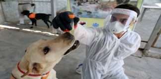 New coronavirus found, and it jumped from dogs to people