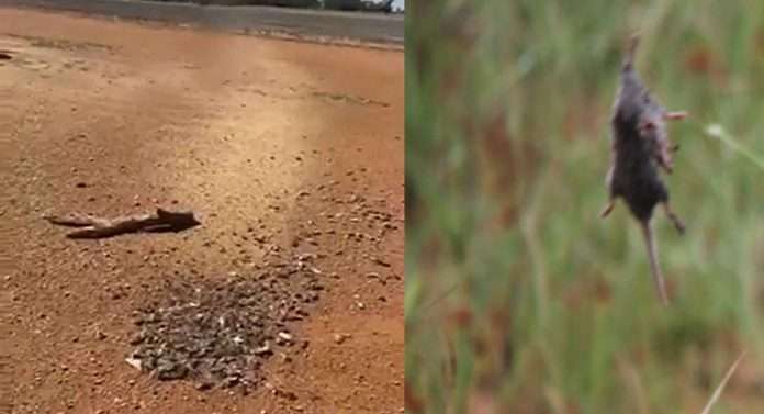 Mice in Australia seen 'raining' from sky in viral video