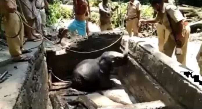 trending video baby elephant rescued from reservoir by forest officers watch this video