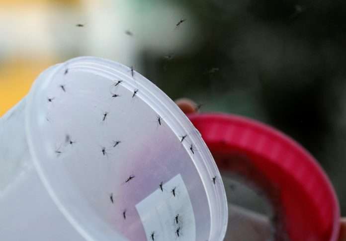 Male Wolbachia-aedes aegypti mosquitos are released at a public housing estate test site in Singapore